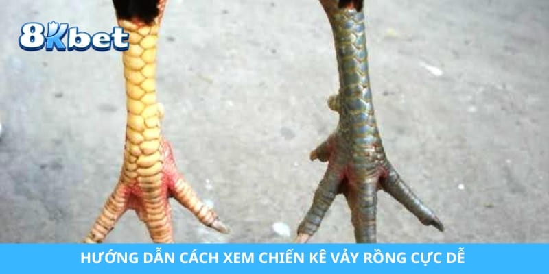 Hướng dẫn cách xem chiến kê vảy rồng cực dễ